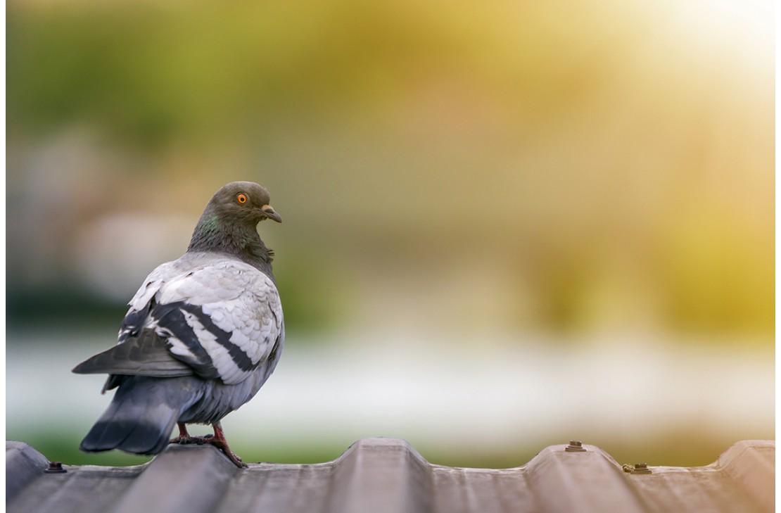 Jak odstraszyć gołębie i pozbyć się ich z balkonu?