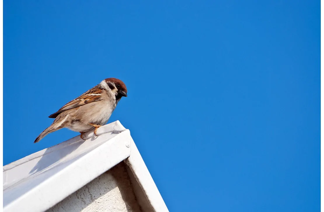 Jak odstraszyć ptaki - domowe sposoby i dźwiękowe odstraszacze