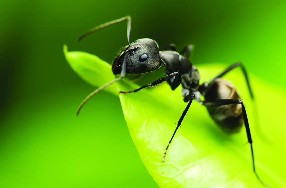 Jak pozbyć się mrówek z domu. Najlepsze sposoby!