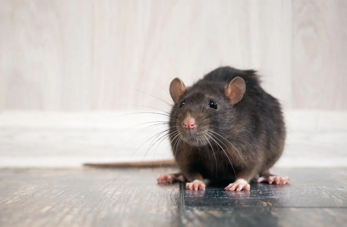Jak pozbyć się szczurów z domu, piwnicy i gospodarstwa?